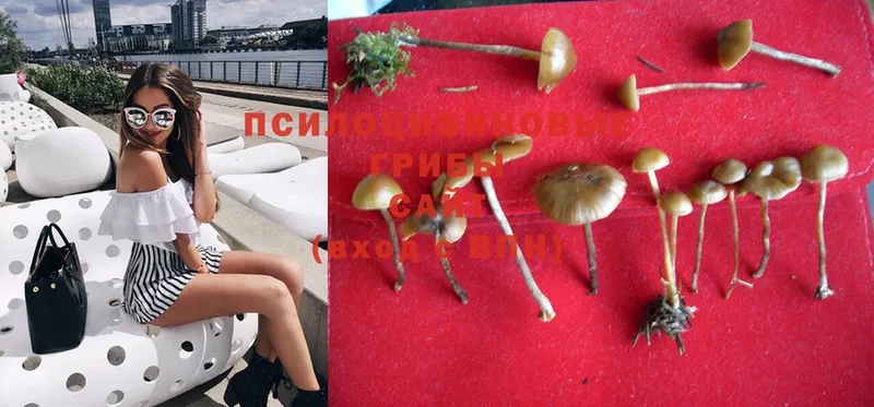 наркошоп  Кандалакша  Псилоцибиновые грибы Psilocybe 